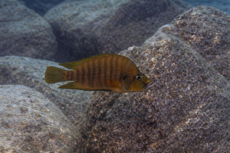 Altolamprologus compressiceps 'Mahale NP'